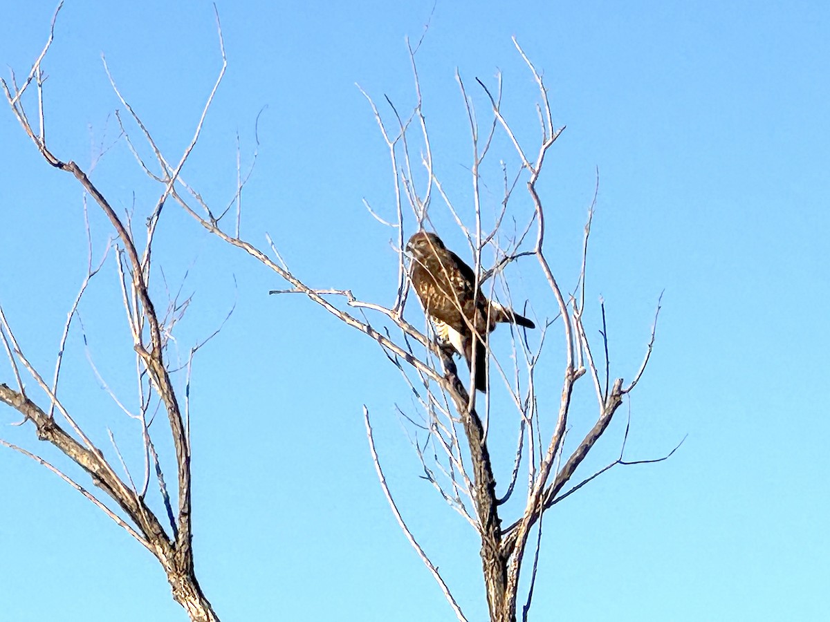 hawk sp. - ML643552831