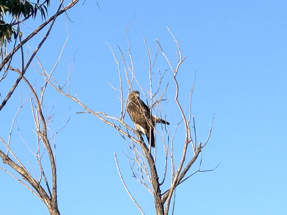 hawk sp. - ML643552833