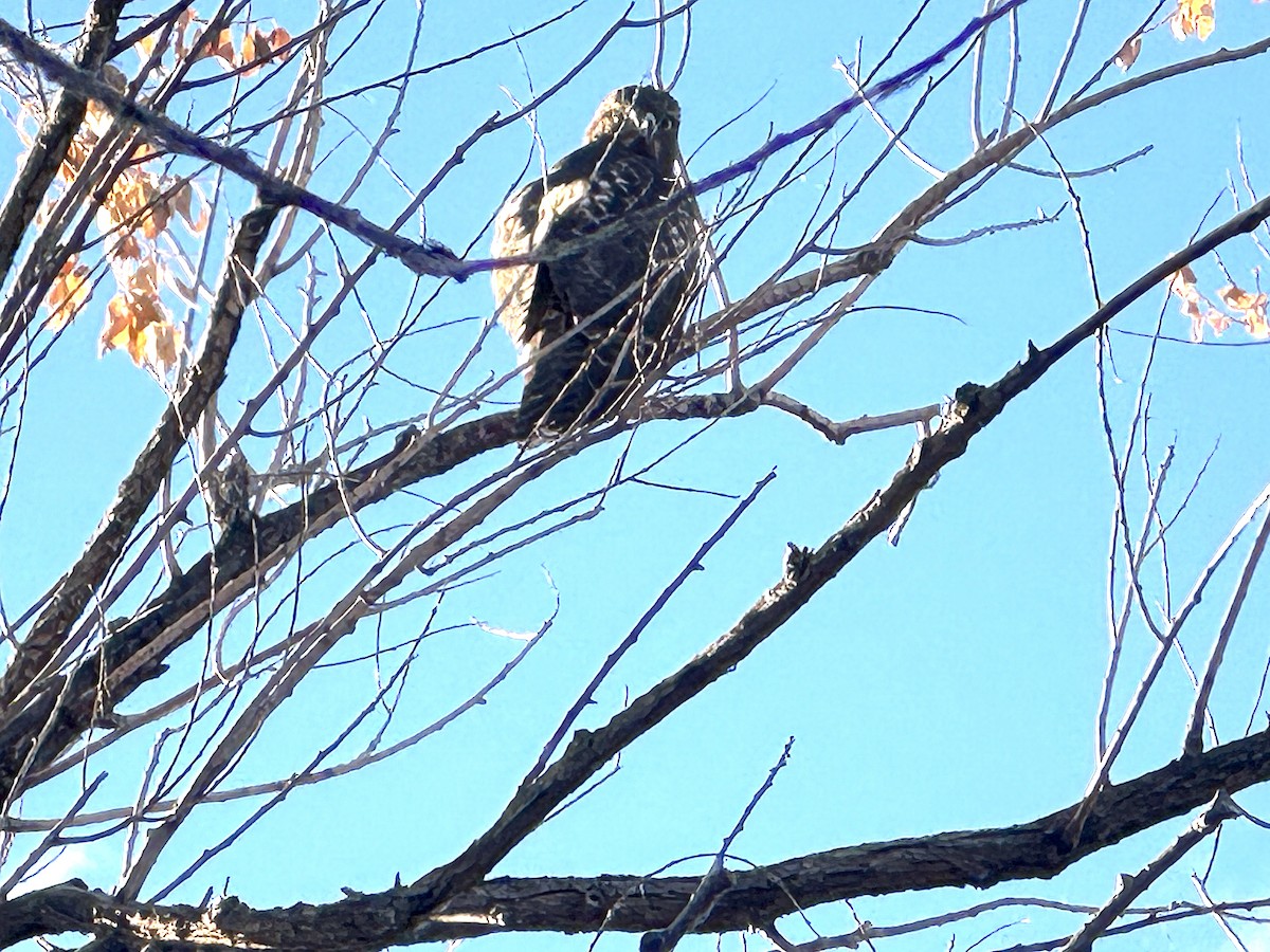 hawk sp. - ML643552834