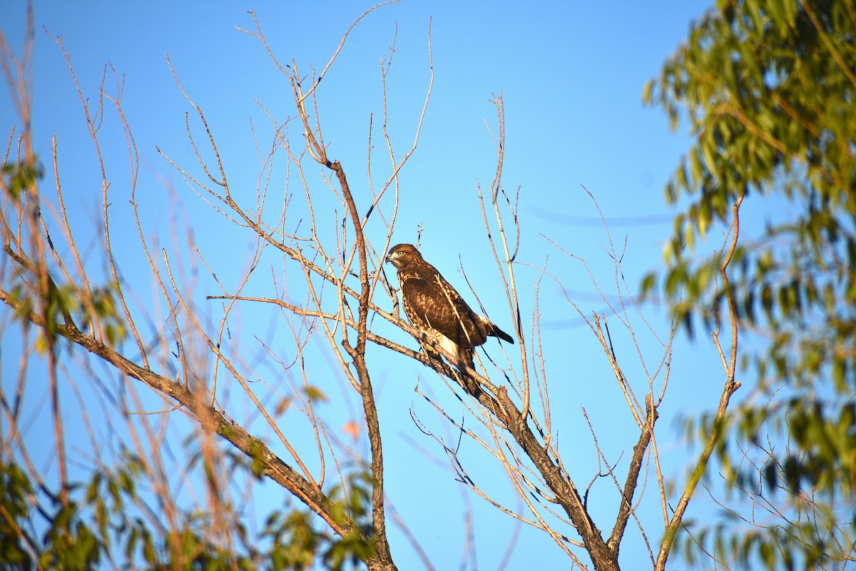 hawk sp. - ML643552836