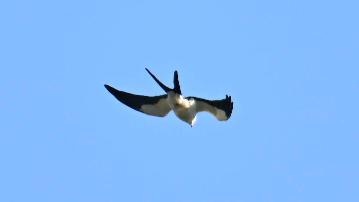 Swallow-tailed Kite - ML643552839