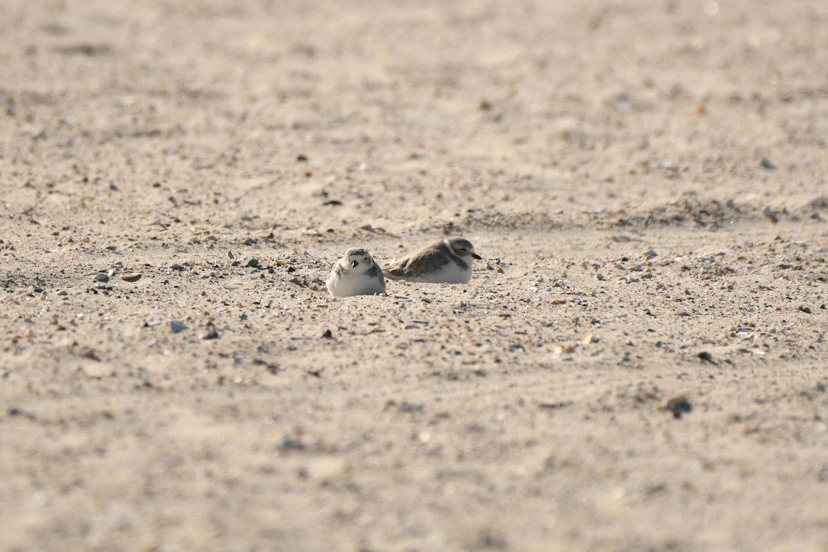 Piping Plover - ML643552842