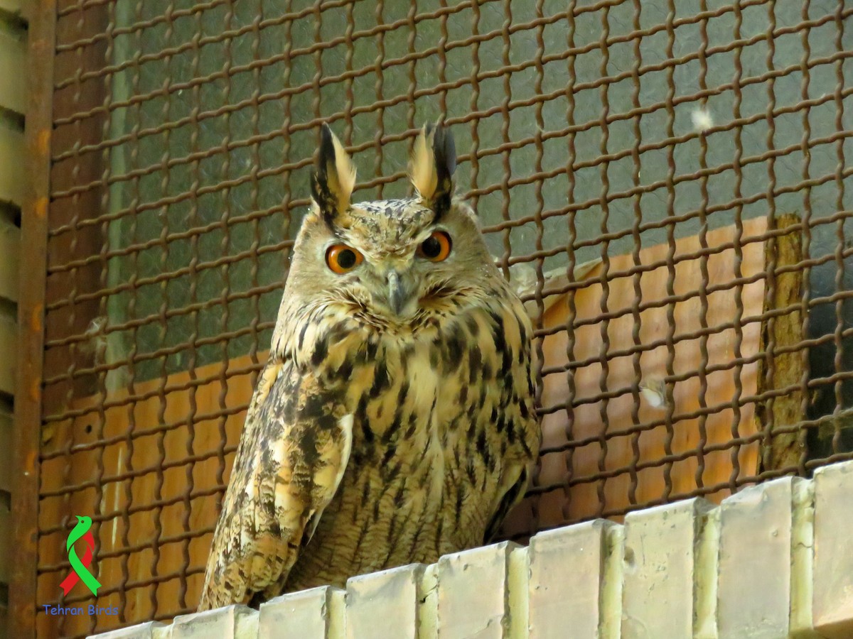 Eurasian Eagle-Owl - ML643552861