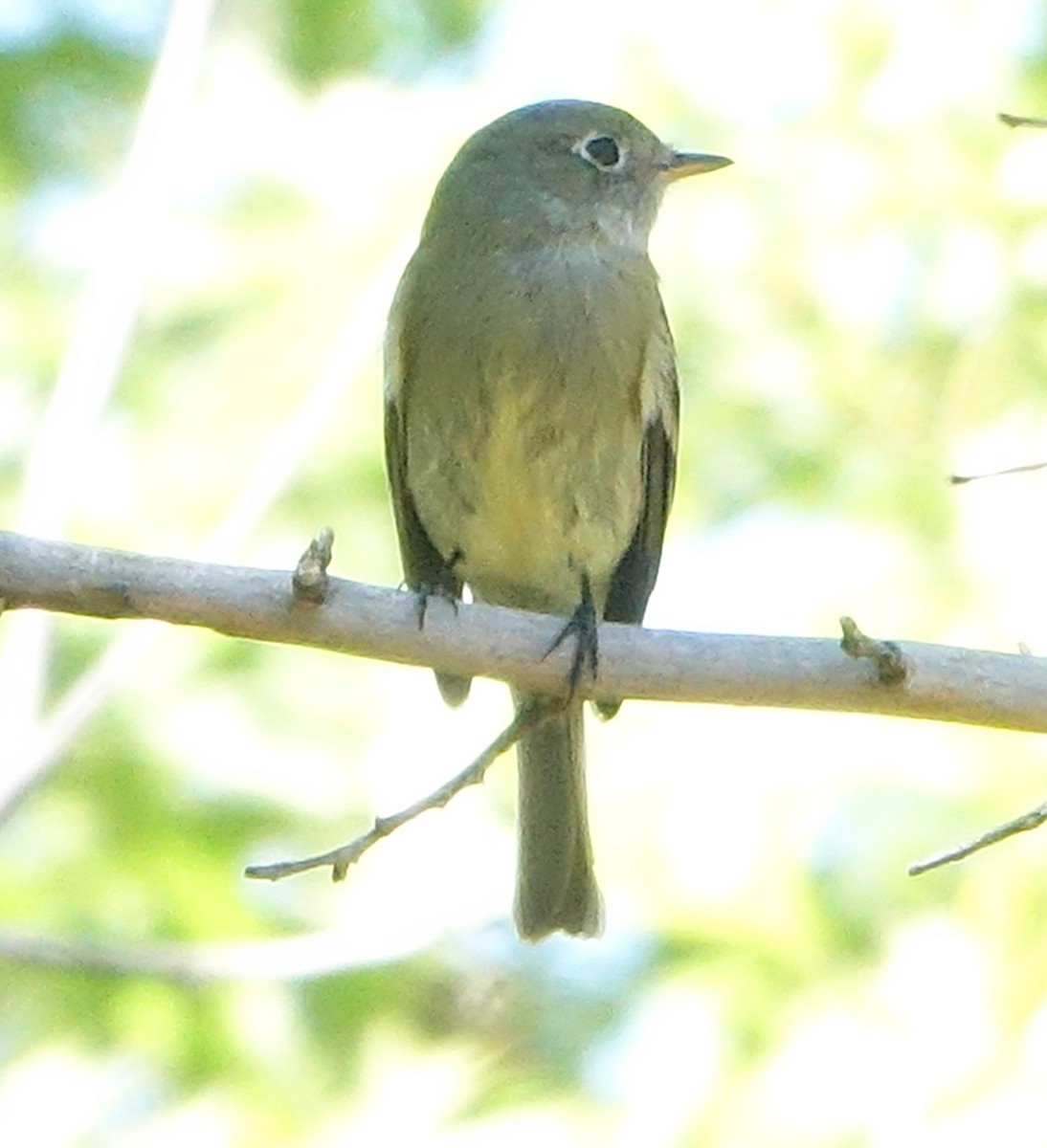 Hammond's Flycatcher - ML643552872