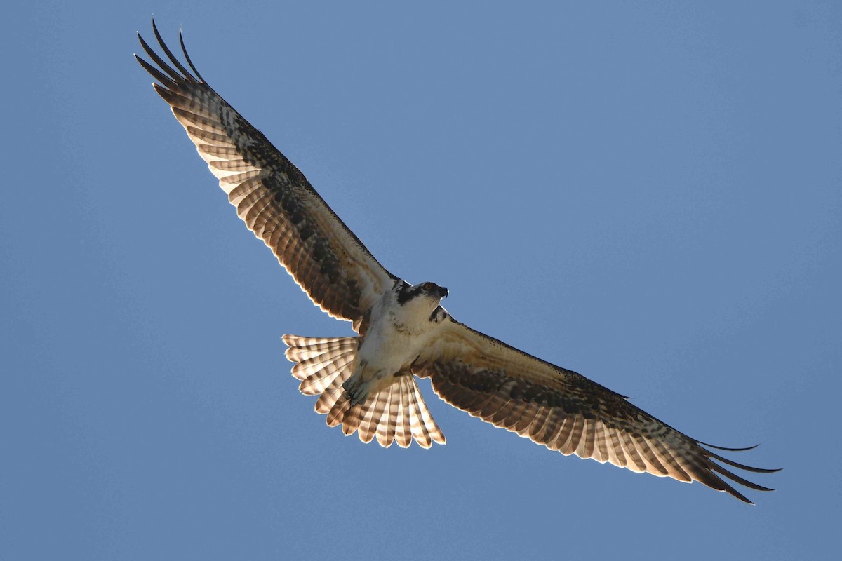 Osprey - ML643552877