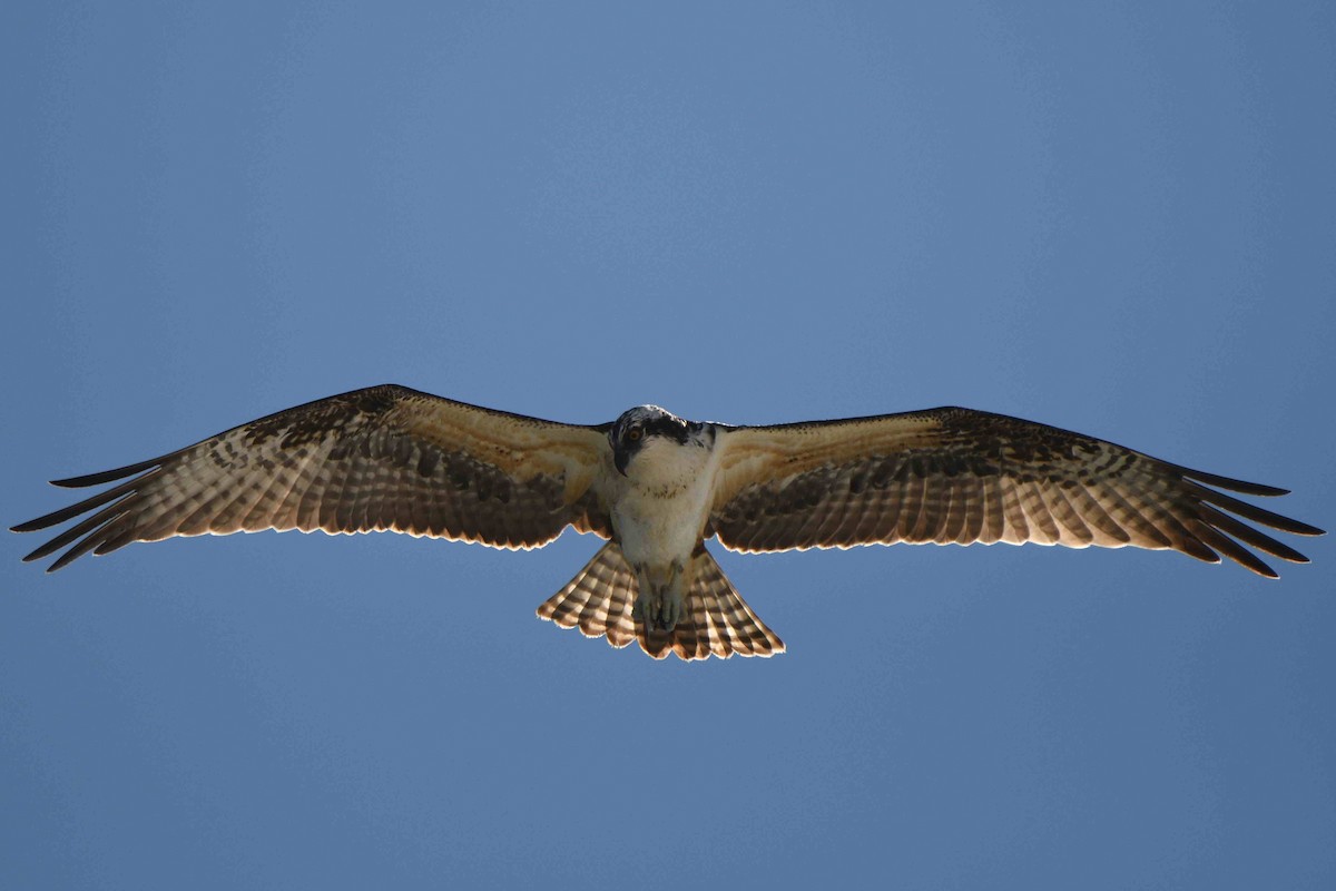 Osprey - ML643552878