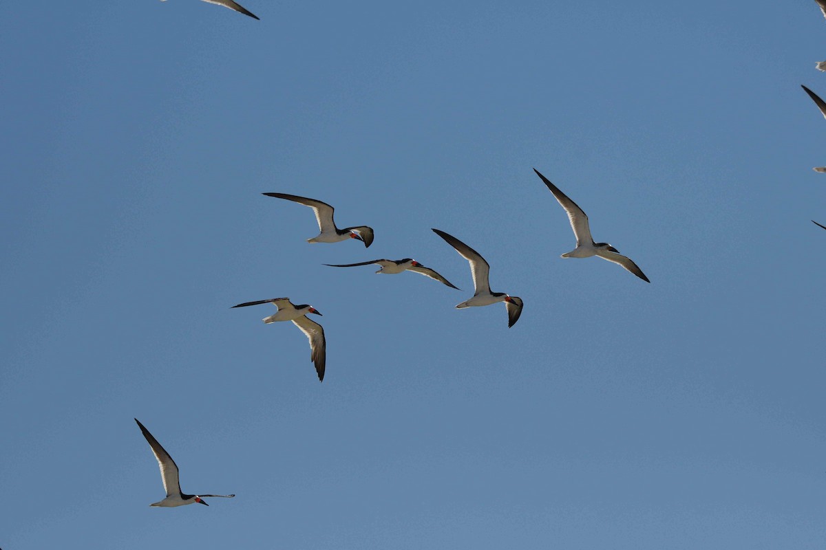 Black Skimmer - ML643552896