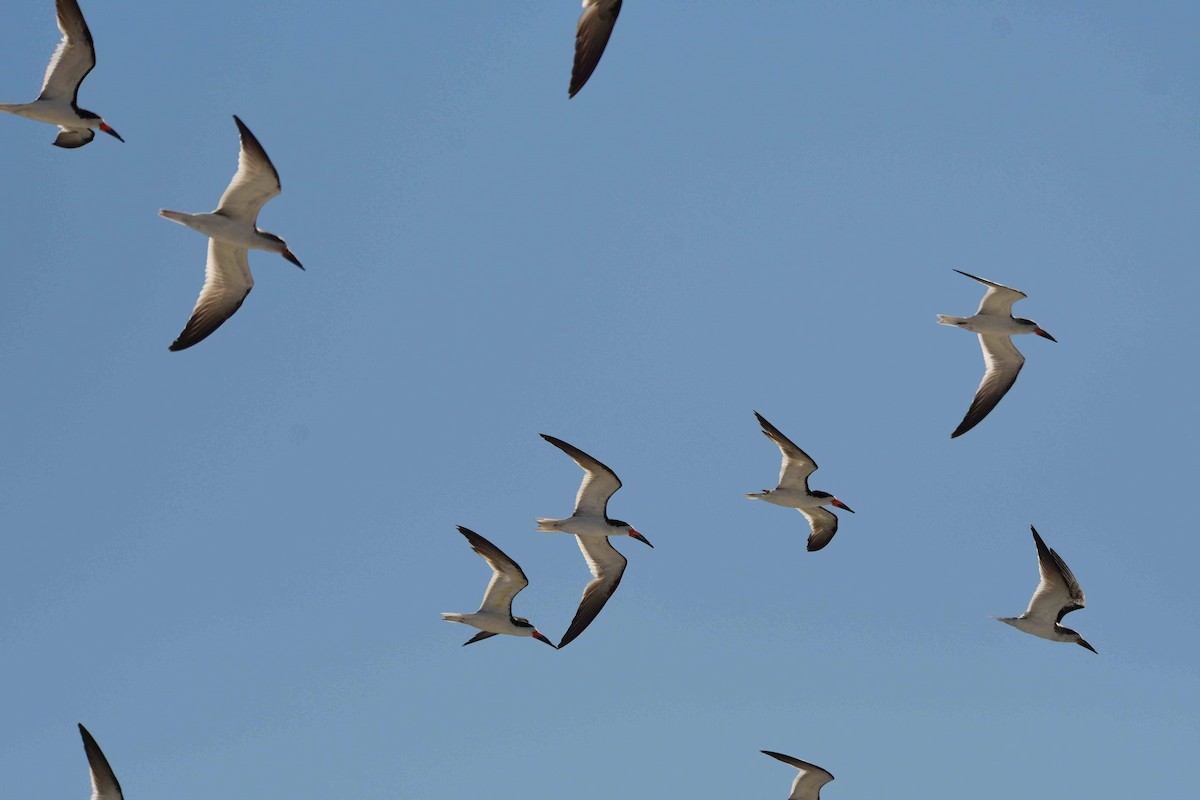 Black Skimmer - ML643552897