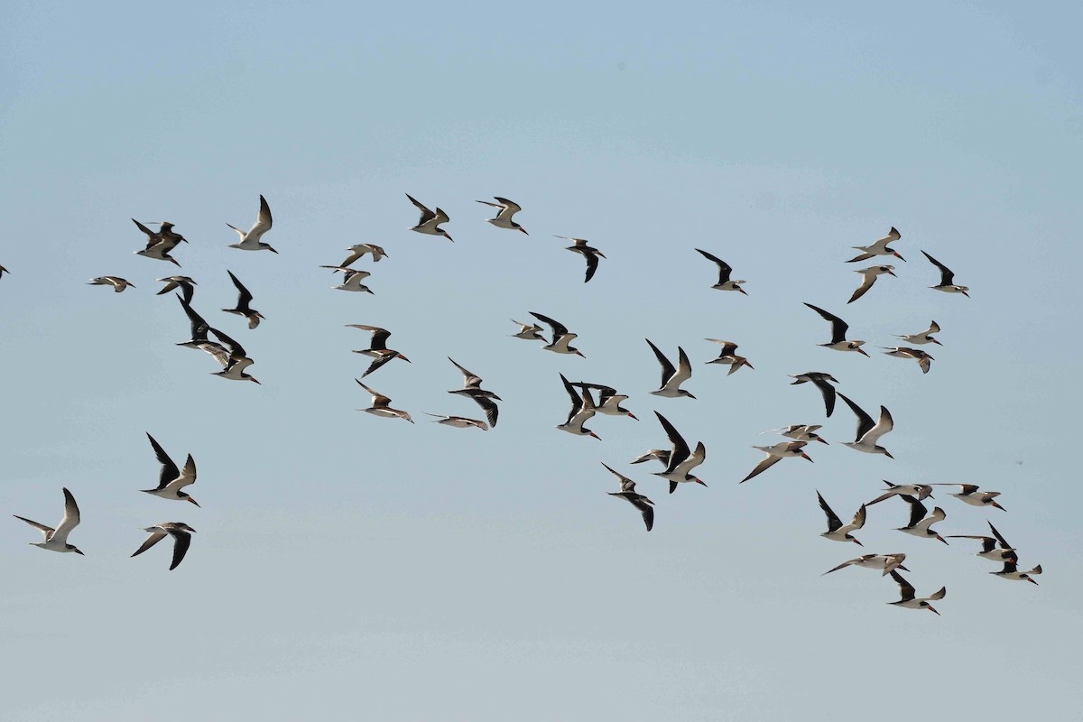 Black Skimmer - ML643552899