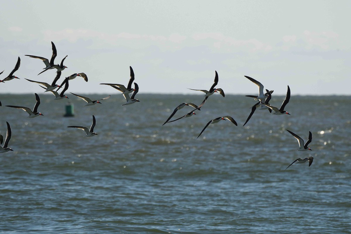 Black Skimmer - ML643552900