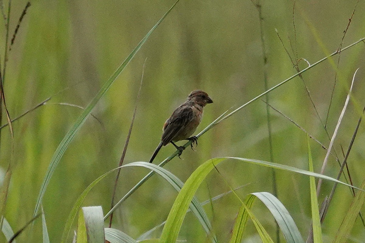 Ruddy-breasted Seedeater - ML643552902