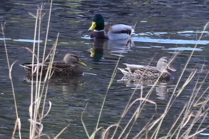 Hybride Canard colvert x C. du Mexique - ML643552908