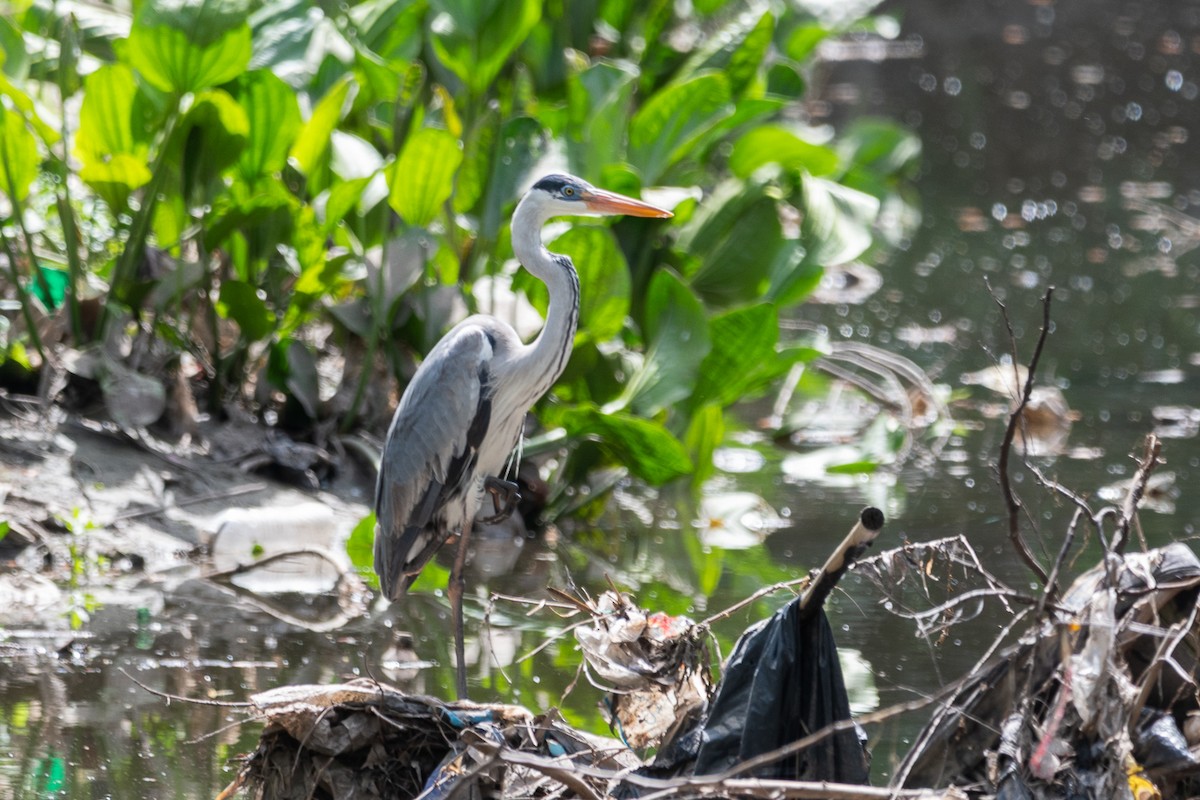 Cocoi Heron - ML643552923