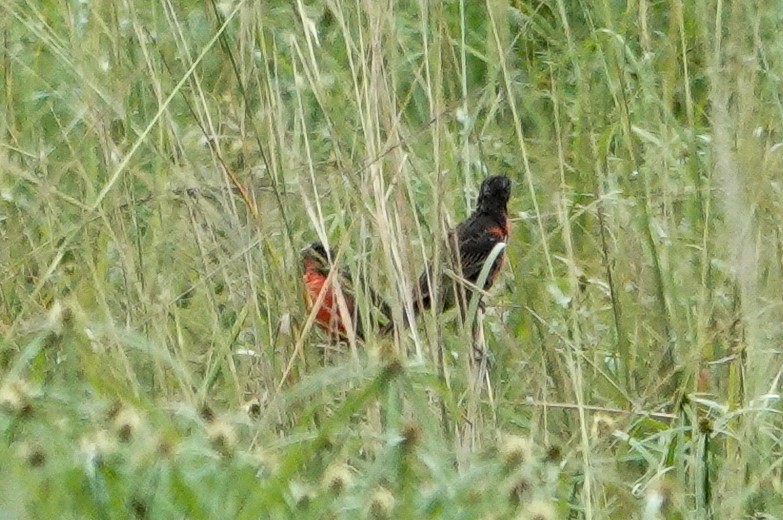 Red-breasted Meadowlark - ML643552937