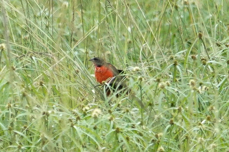Red-breasted Meadowlark - ML643552938