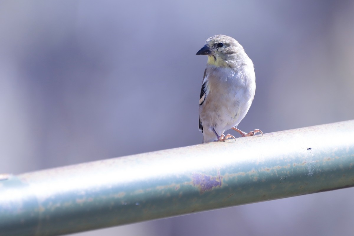 American Goldfinch - ML643552948