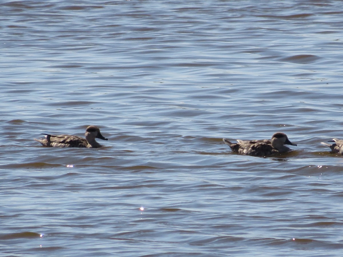 Marbled Duck - ML643552967