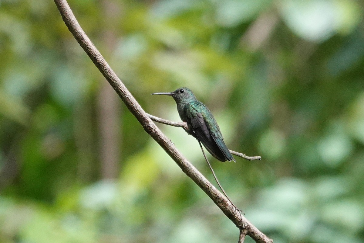 Scaly-breasted Hummingbird - ML643552969