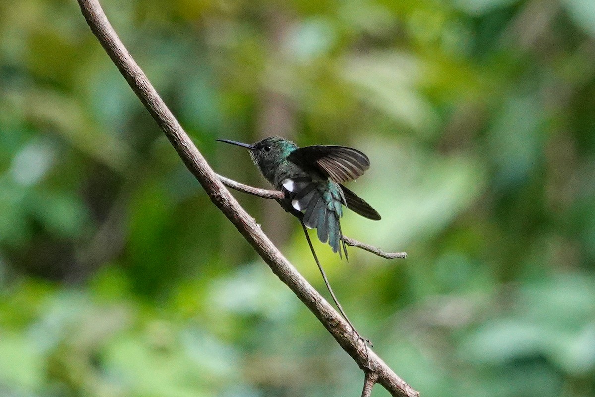 Scaly-breasted Hummingbird - ML643552970