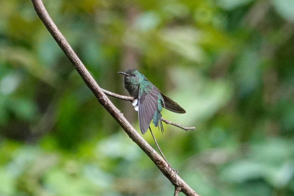 Scaly-breasted Hummingbird - ML643552971