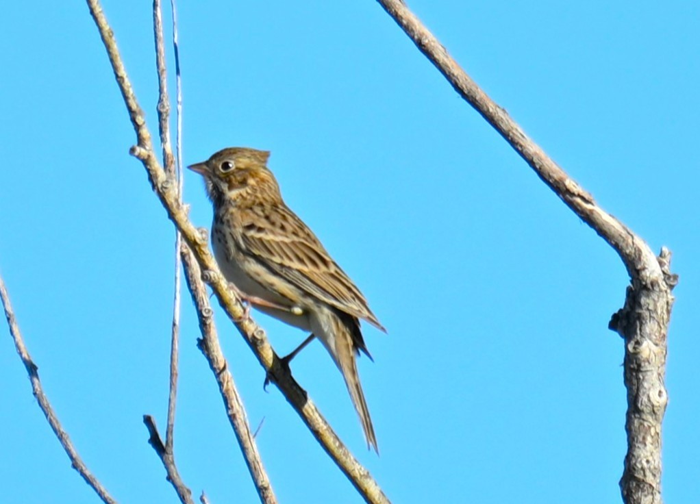 Vesper Sparrow - ML643552975