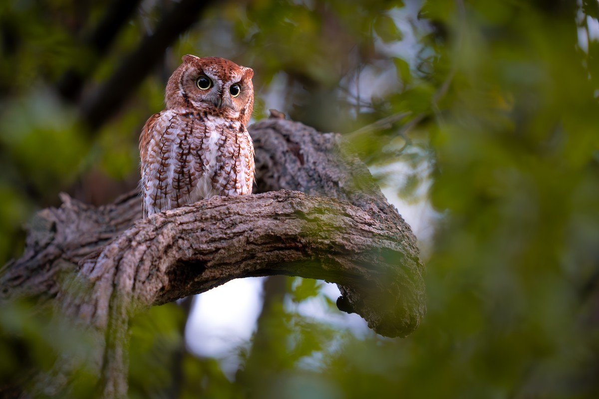 Eastern Screech-Owl - ML643552980