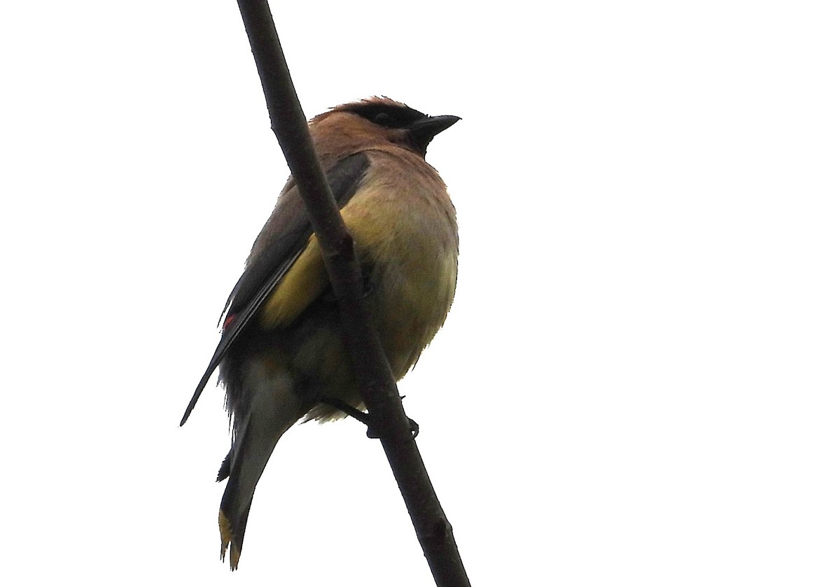 Cedar Waxwing - ML643552982