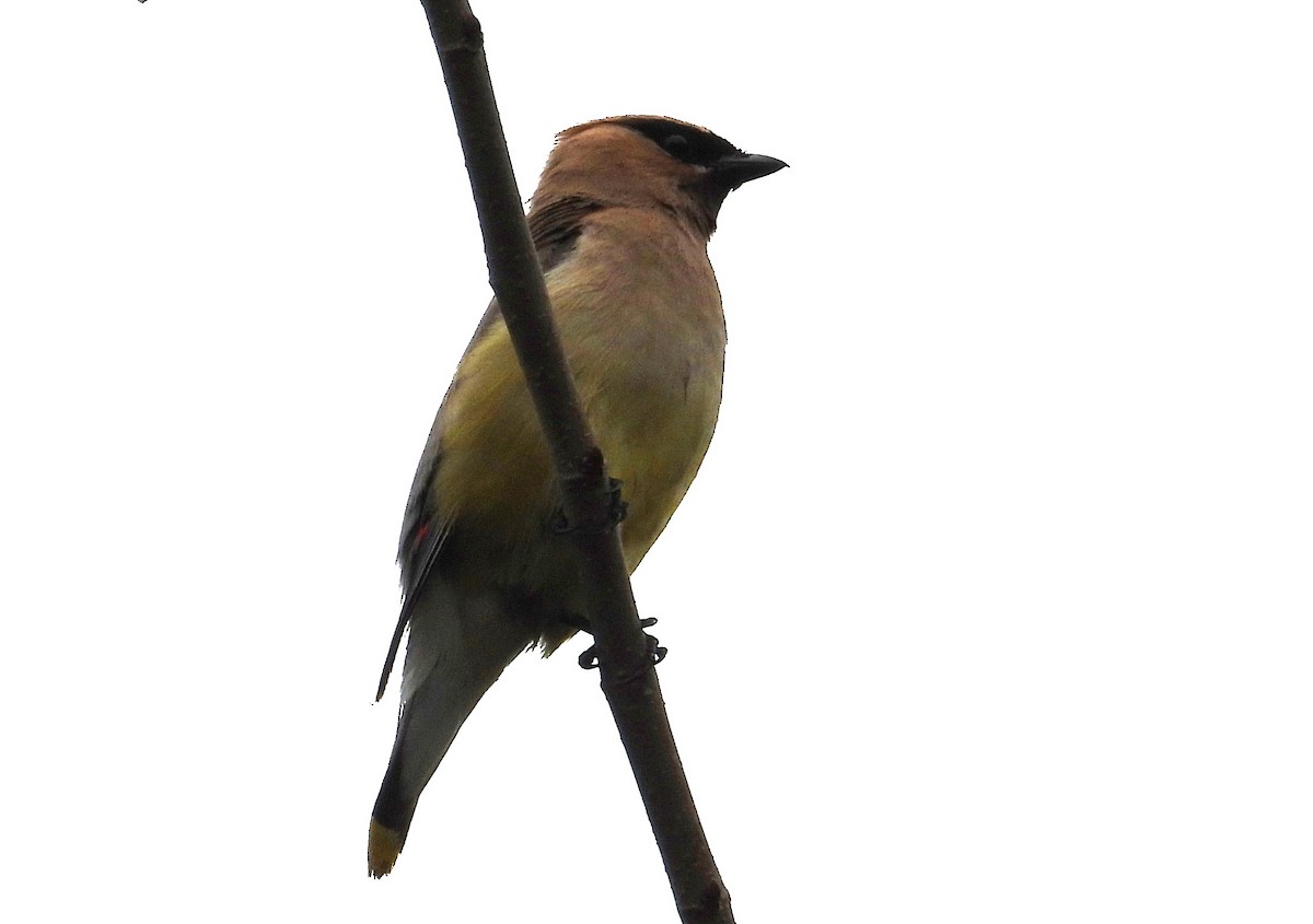 Cedar Waxwing - ML643552983