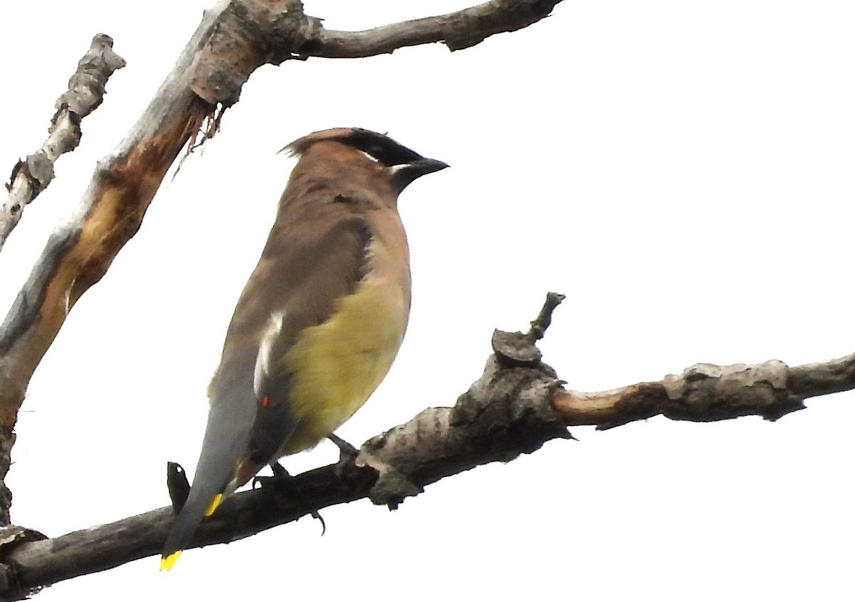 Cedar Waxwing - ML643552984
