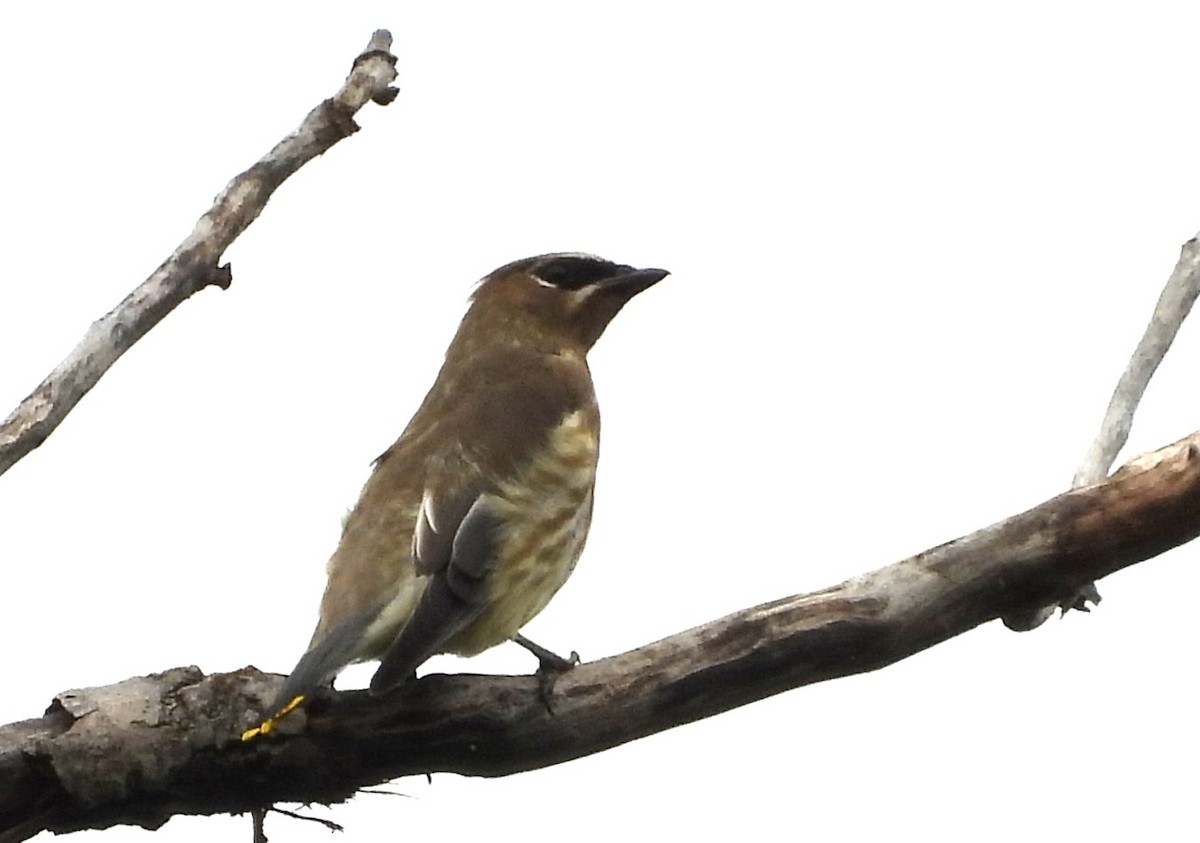 Cedar Waxwing - ML643552985