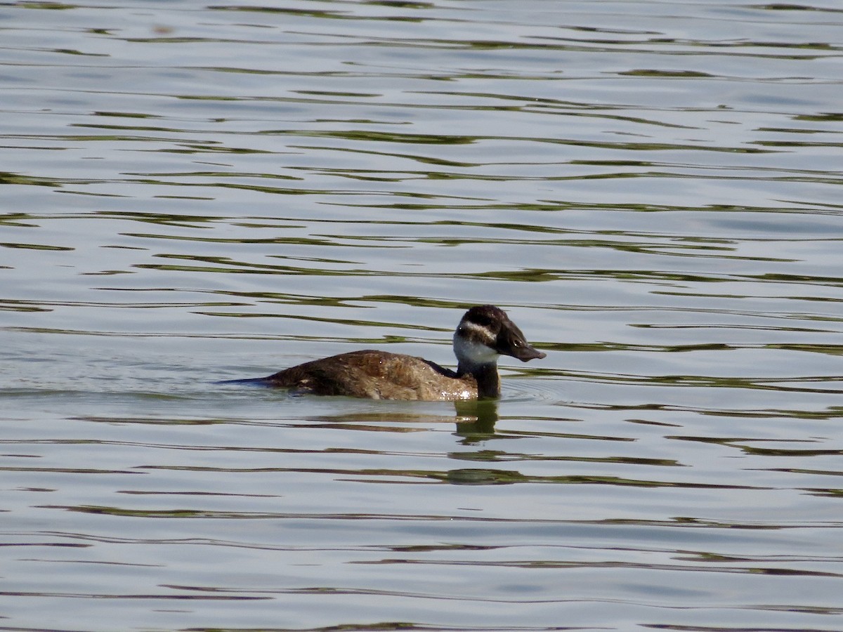 White-headed Duck - ML643553001