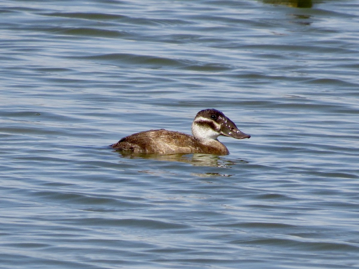 White-headed Duck - ML643553002