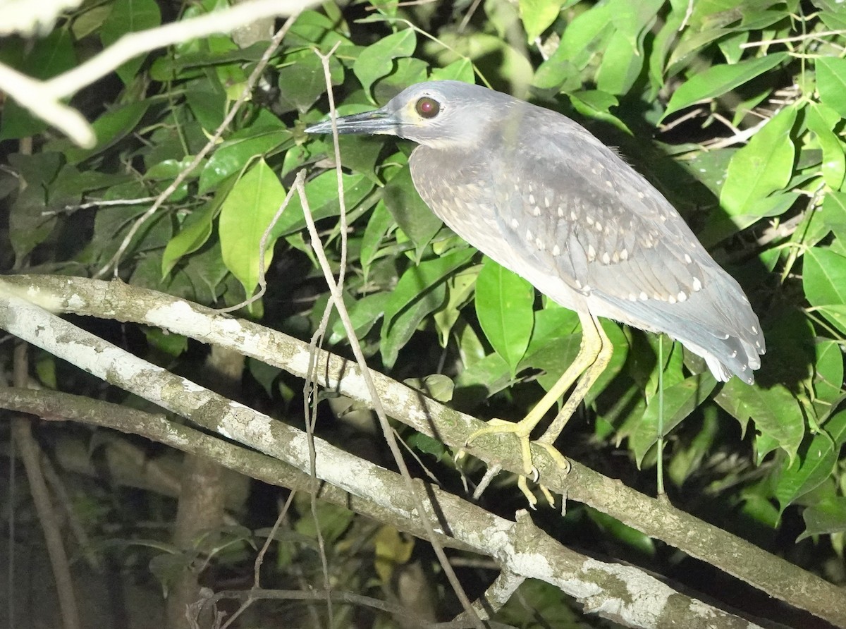 White-backed Night Heron - ML643553016
