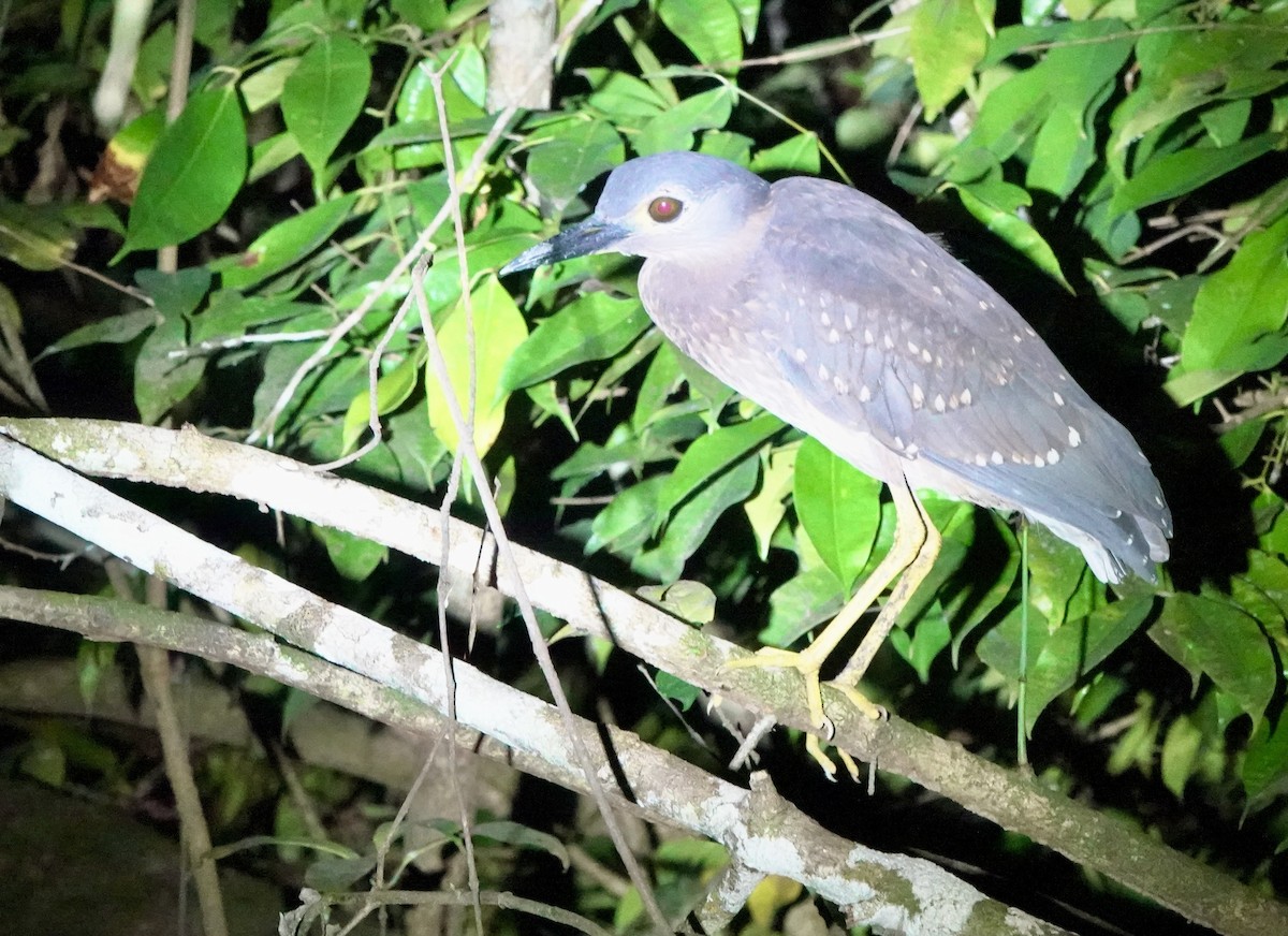 White-backed Night Heron - ML643553017