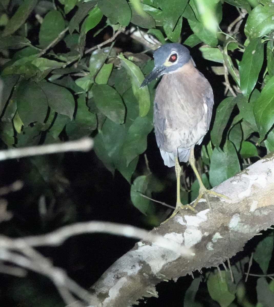 White-backed Night Heron - ML643553018