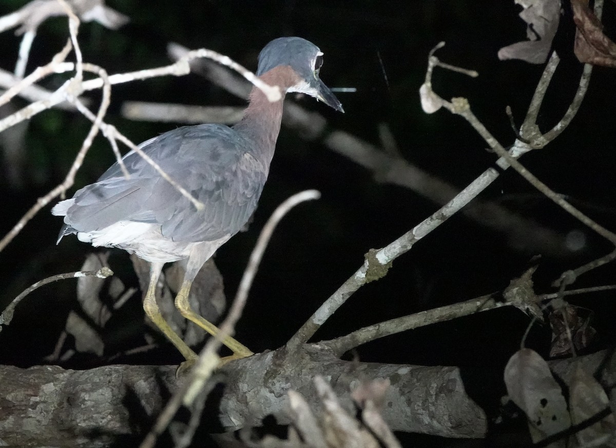 White-backed Night Heron - ML643553019