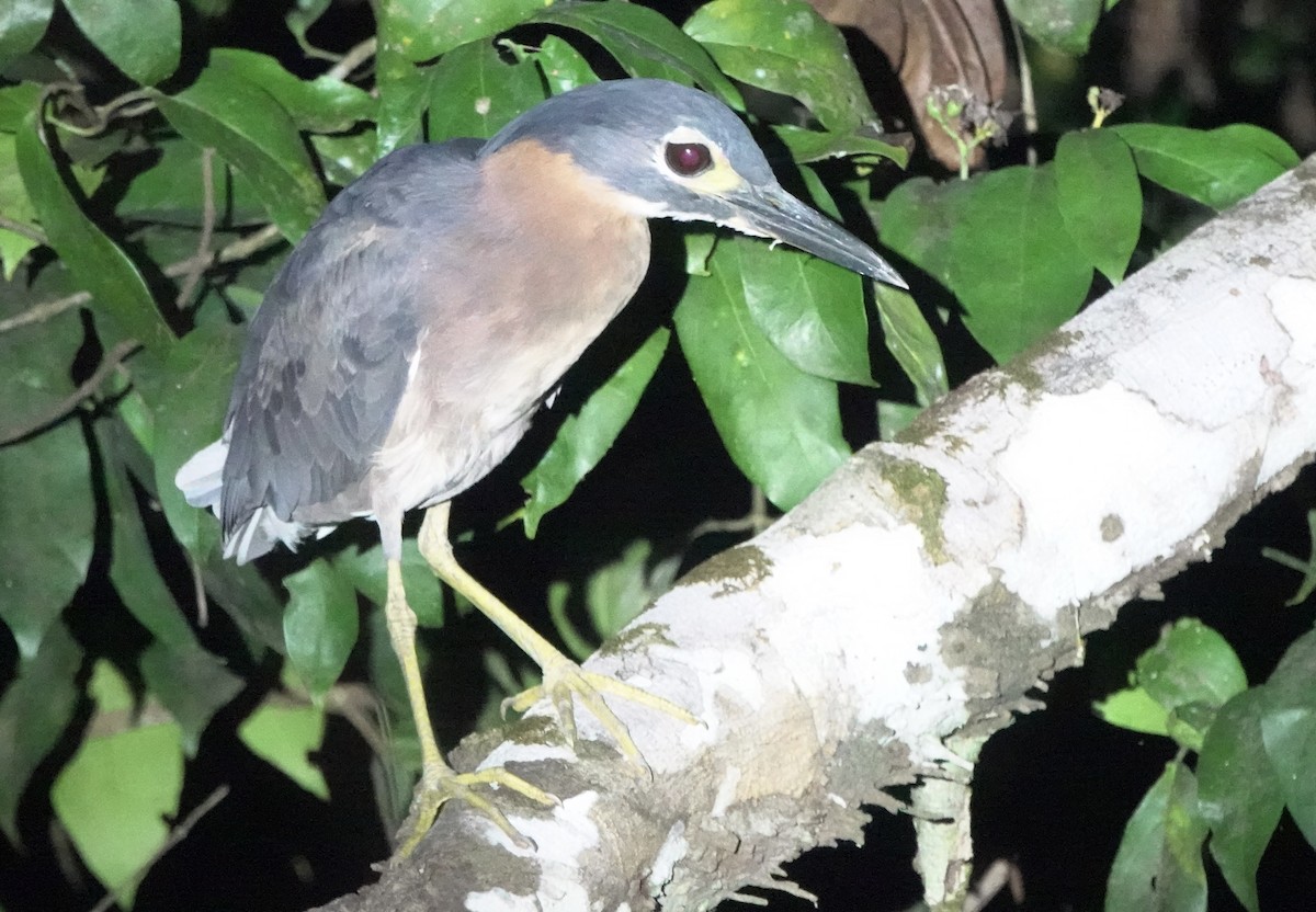 White-backed Night Heron - ML643553021