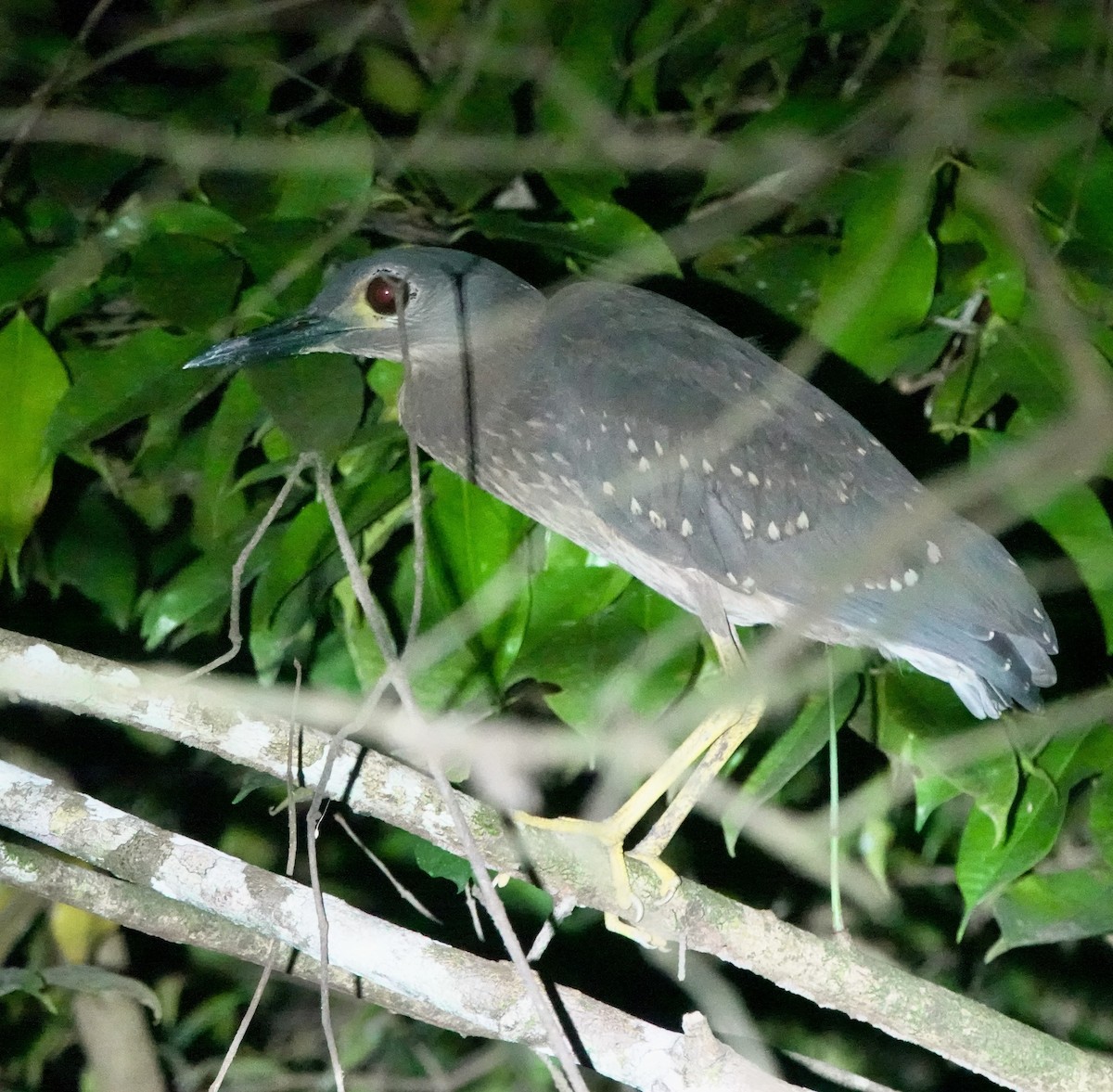 White-backed Night Heron - ML643553022