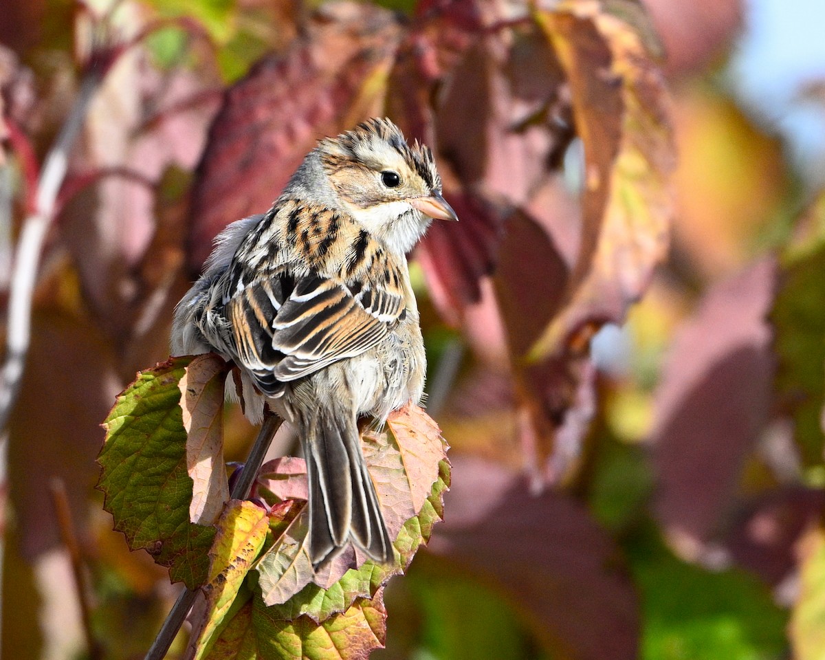Clay-colored Sparrow - ML643553023