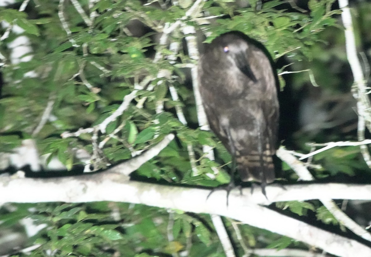 Hamerkop - ML643553029