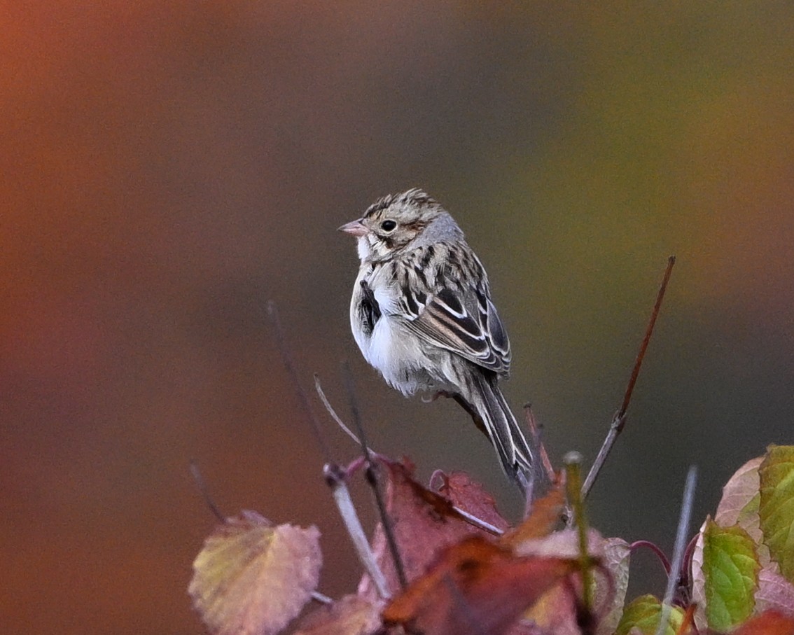 Clay-colored Sparrow - ML643553040