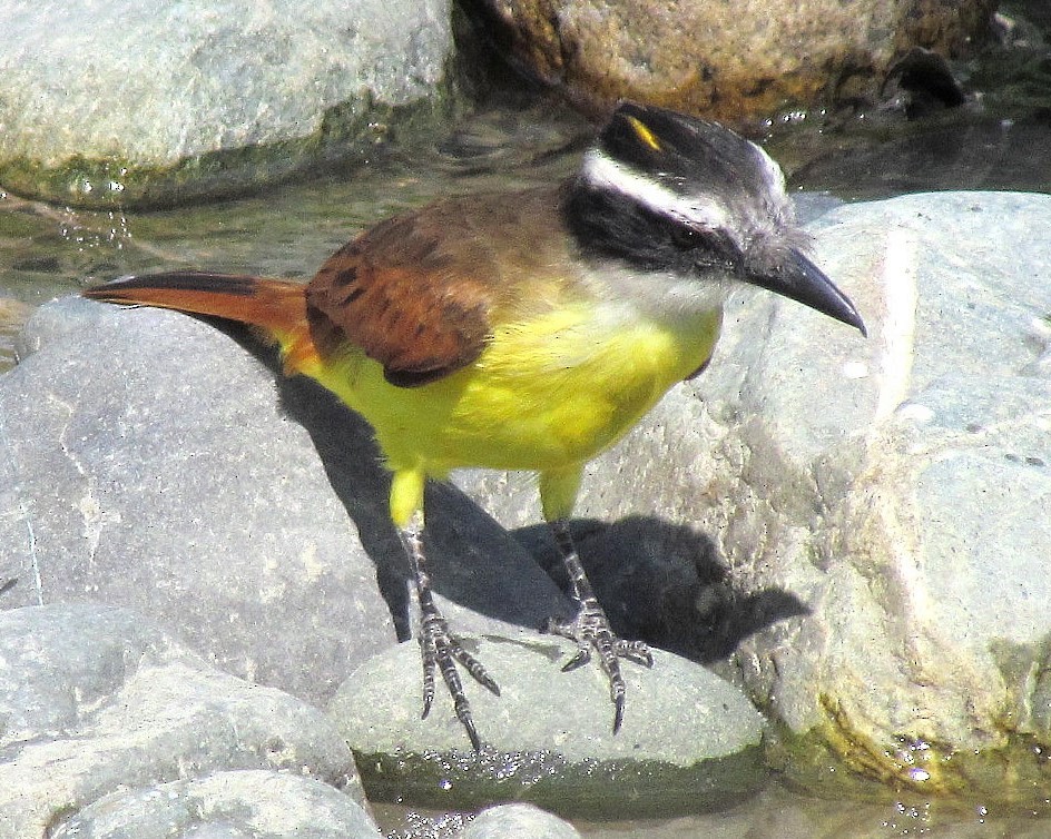 Lesser Kiskadee - ML643553042