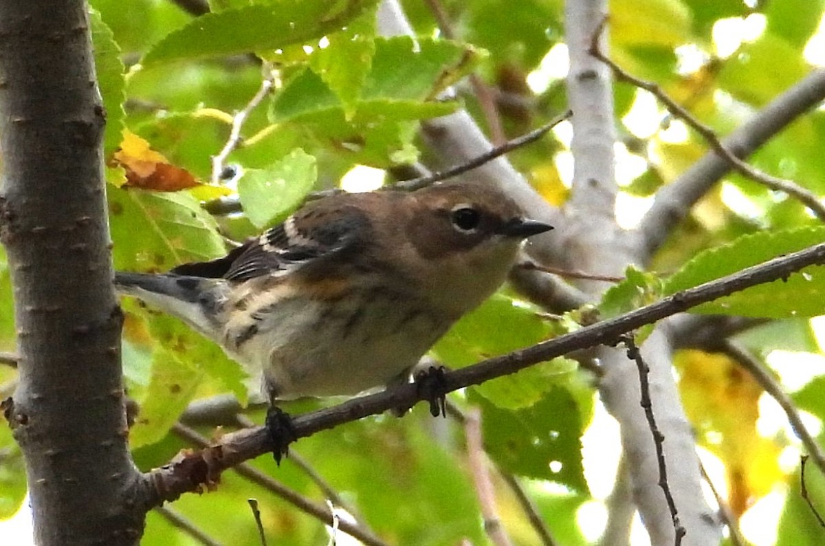 lesňáček žlutoskvrnný (ssp. coronata) - ML643553046