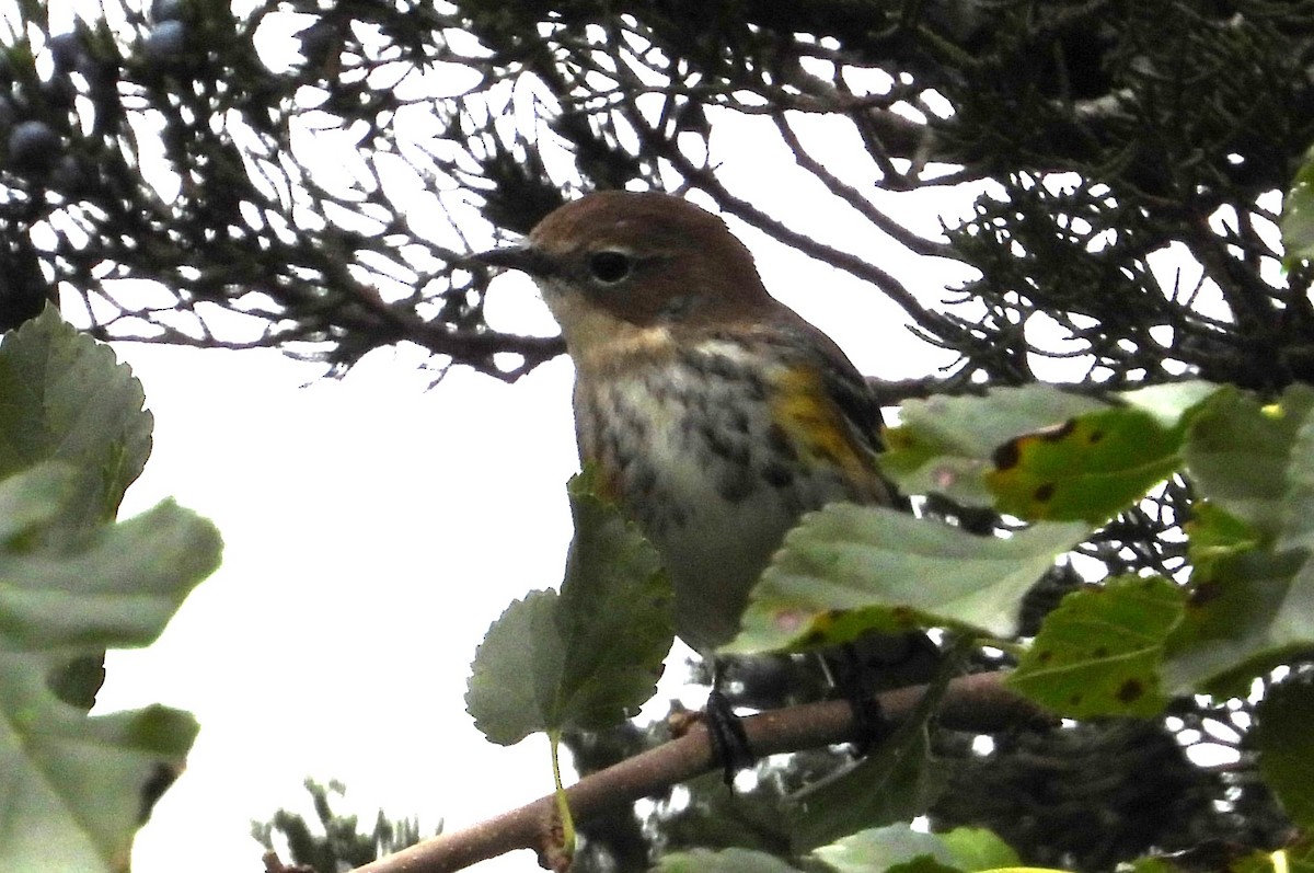 lesňáček žlutoskvrnný (ssp. coronata) - ML643553047