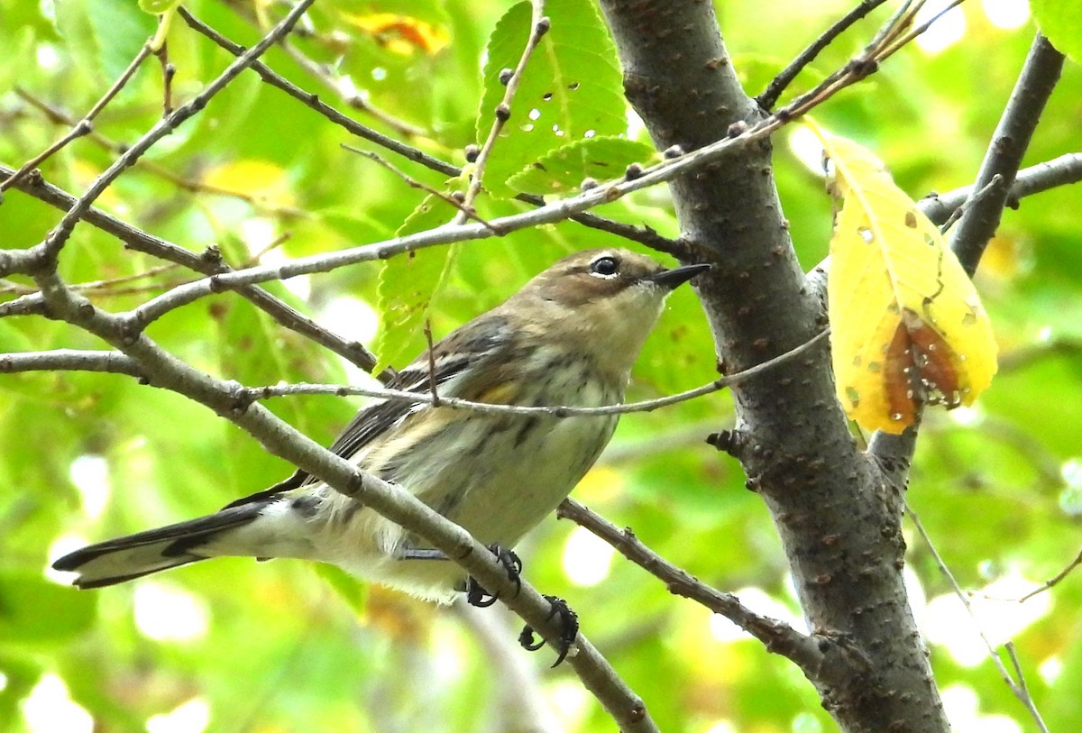 lesňáček žlutoskvrnný (ssp. coronata) - ML643553048