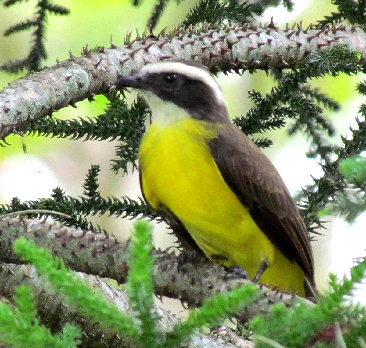 Rusty-margined Flycatcher - ML643553050
