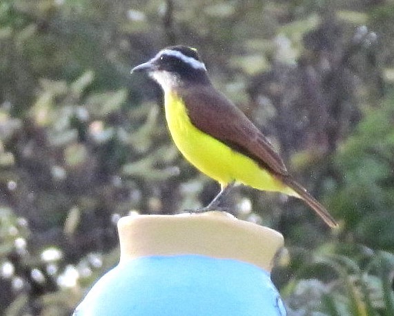 Rusty-margined Flycatcher - ML643553056