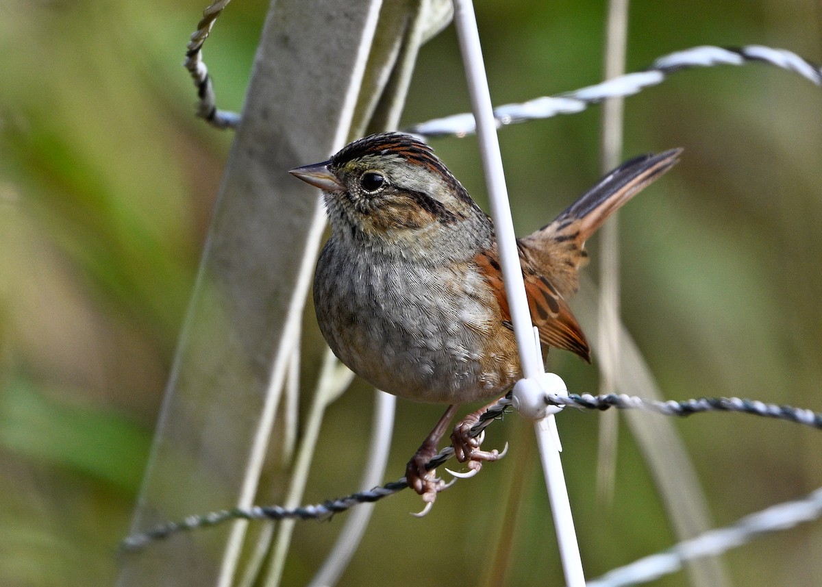 Swamp Sparrow - ML643553057