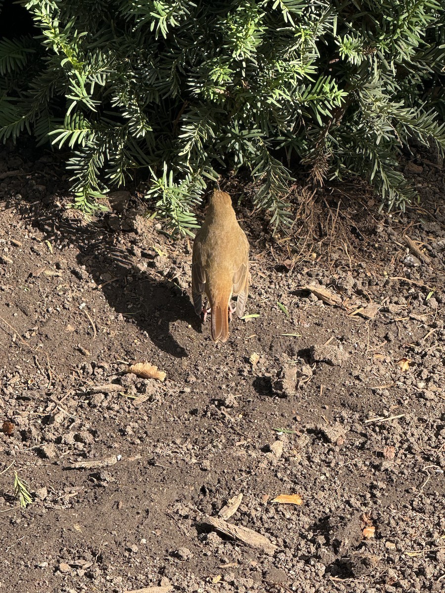 Hermit Thrush - ML643553068