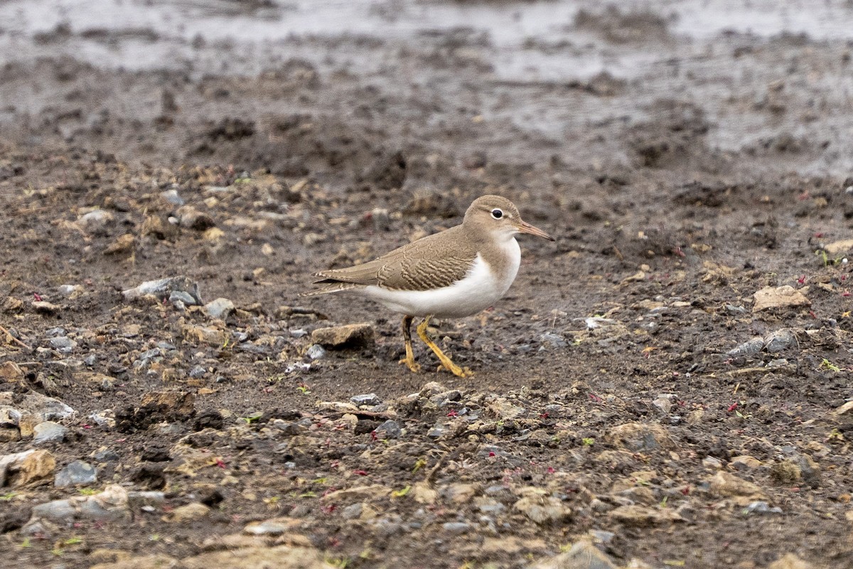 Spotted Sandpiper - ML643553077
